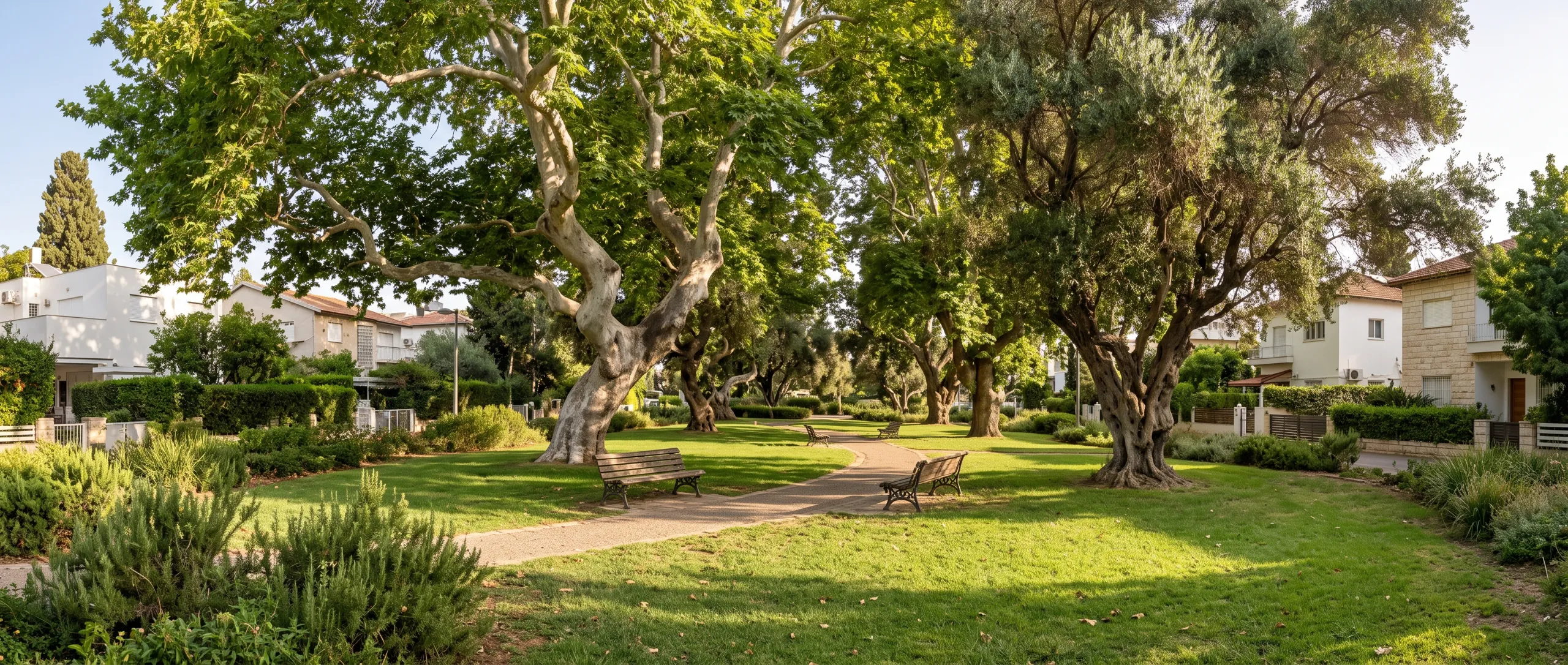 גינה ירוקה בנווה מגן עם עצי שקמה ותיקים, מדשאה וספסלים (הדמיה)